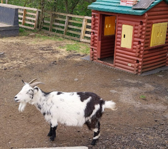 Humbles wood farm animal activity