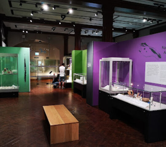Museum of Archaeology • Durham University