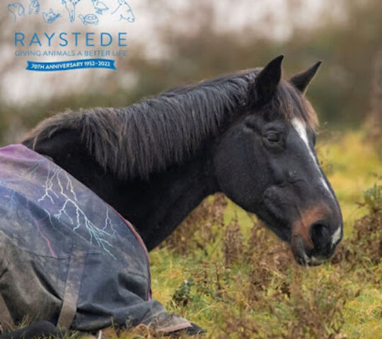 Raystede Centre for Animal Welfare