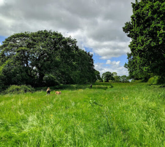 Pumphouse Wood