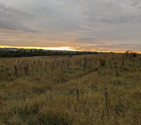 Bowes Valley Nature Reserve