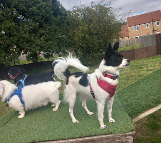 PAWSOME PARK