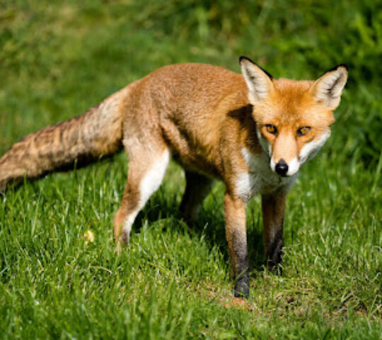 British Wildlife Centre