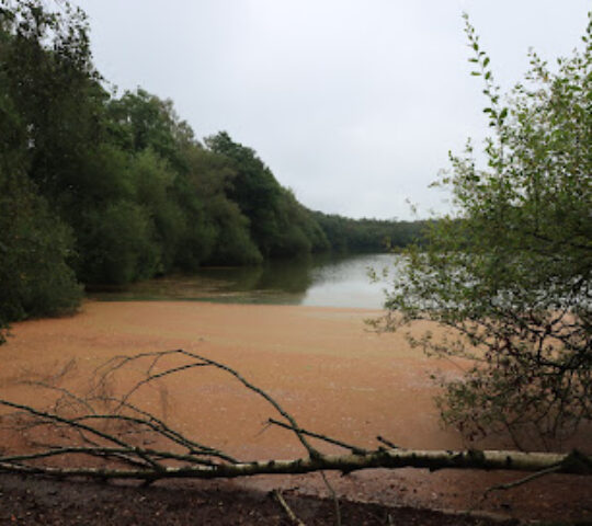 Shakerley Mere