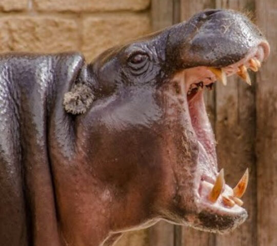 Heythrop Zoological Gardens