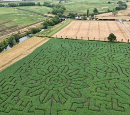 Dove Fields Maize Maze
