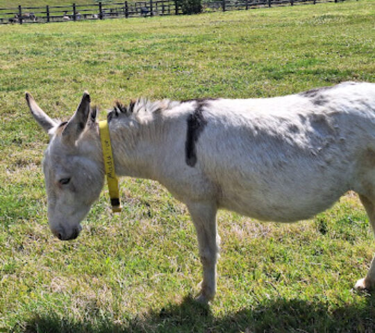 The Donkey Sanctuary