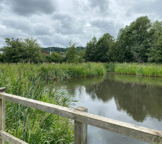 Acer Pond