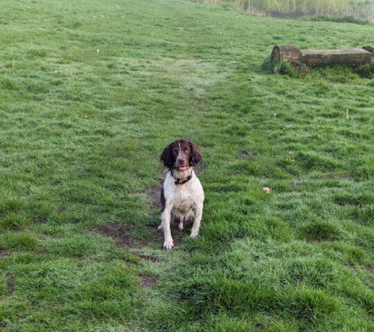 Petplan Dog Adventure Park
