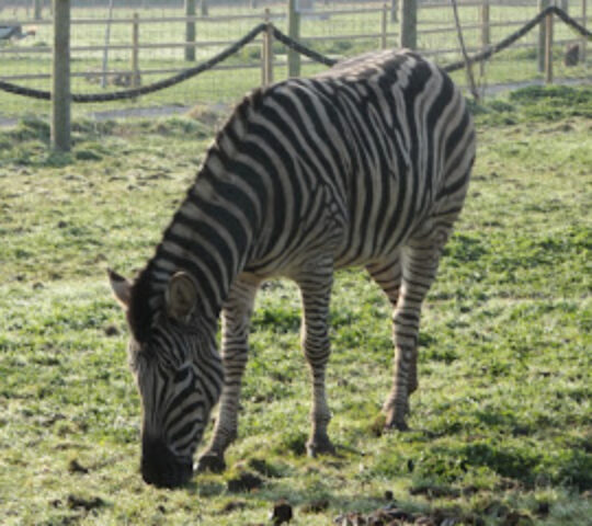 Axe Valley Wildlife Park