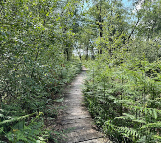 Meathop Moss Nature Reserve (with boardwalk)
