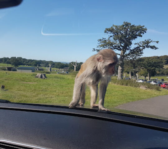 Monkey Drive Thru, Longleat Safari Park