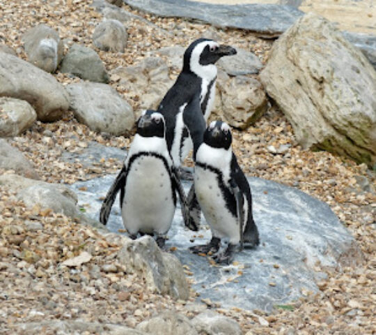 Penguins- Whipsnade Zoo
