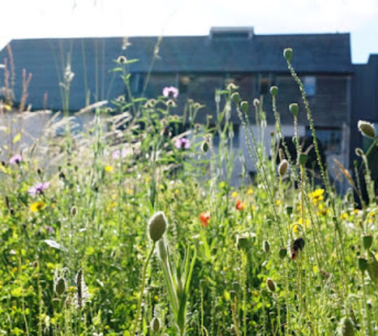 Devon Wildlife Trust
