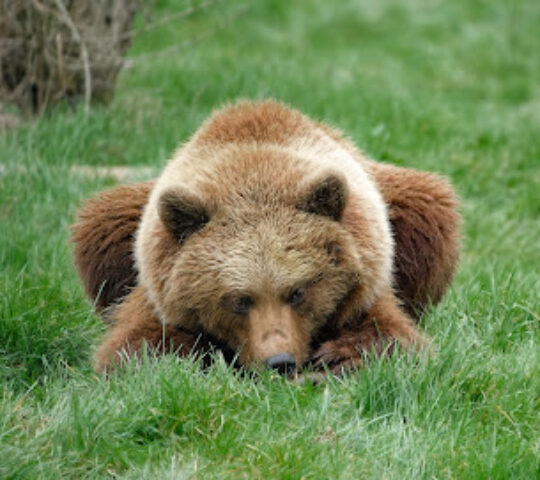 Brown Bears- Whipsnade Zoo
