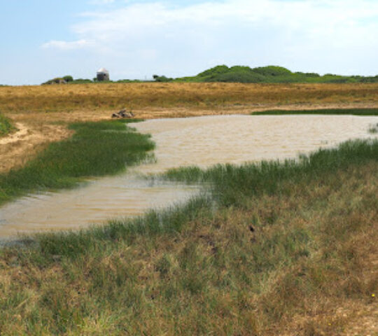 Windmill Farm Nature Reserve