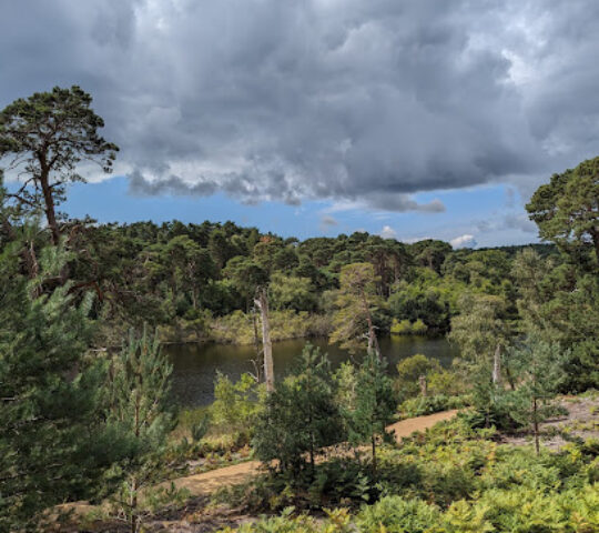Dorset Wildlife Trust on Brownsea Island