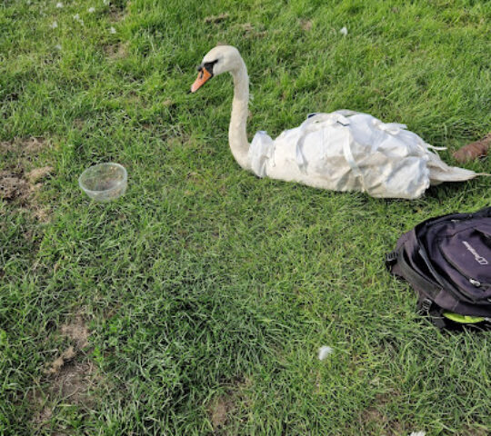 Linjoy Wildlife Sanctuary and Rescue, Etwall