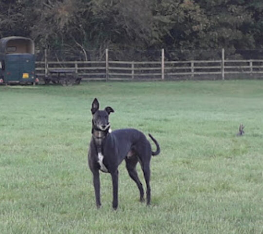 K9 Freedom Fields Coxhoe