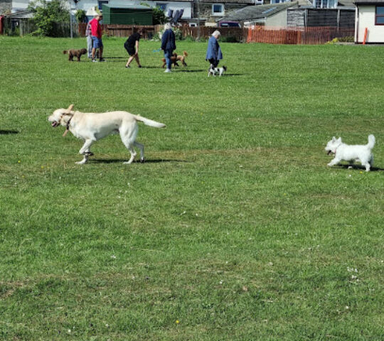 Hunwick Dog Parliament