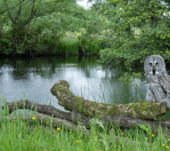 Gauntlet Birds of Prey – Eagle & Vulture Park, Knutsford