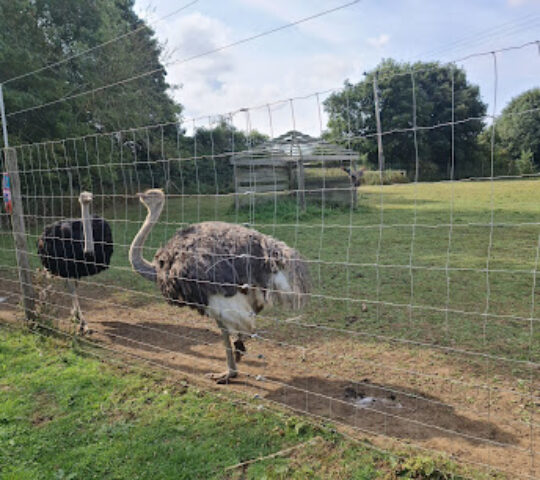 Bridlington Animal Park