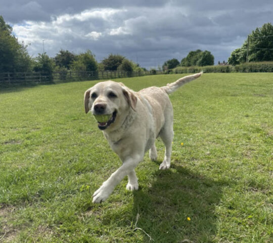 Parkhill Canine Paddock