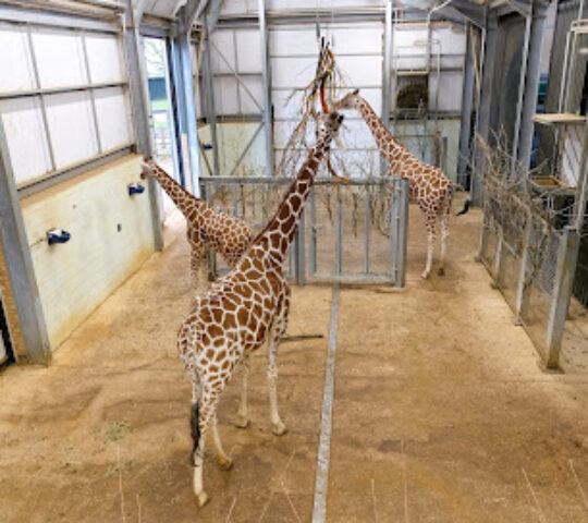 Giraffes- Whipsnade Zoo