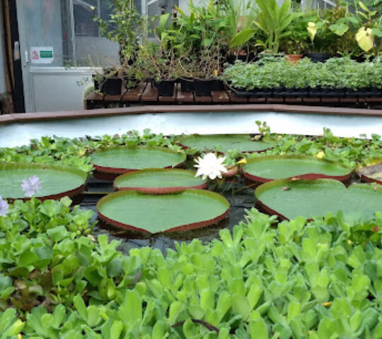 Botanic Garden