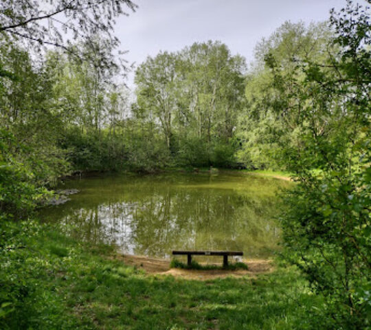 Pickering Millenium Wood
