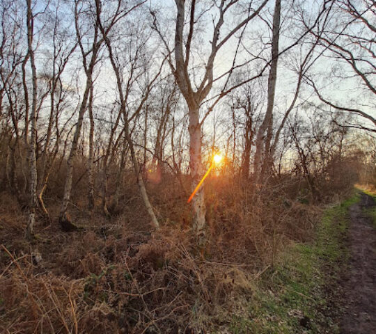 Crowle Moors
