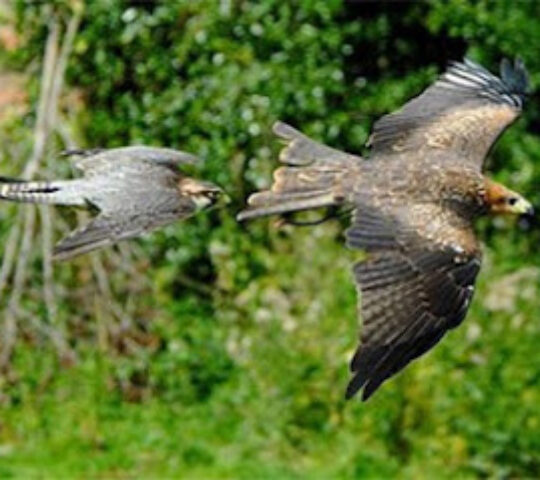 York Bird of Prey Centre