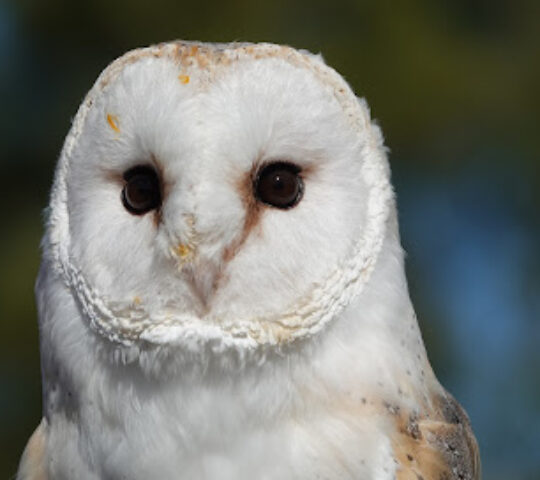 Raptor Foundation
