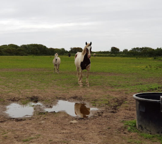 Bolenowe Animal Sanctuary