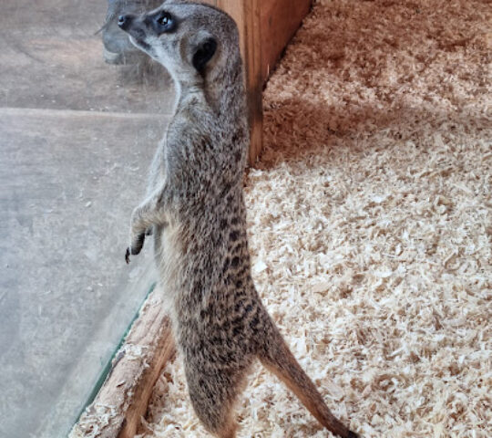 The Animal Experience