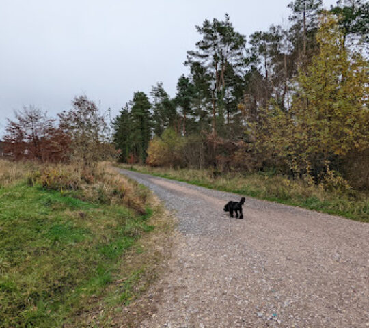 Trinity Hill Forestry England