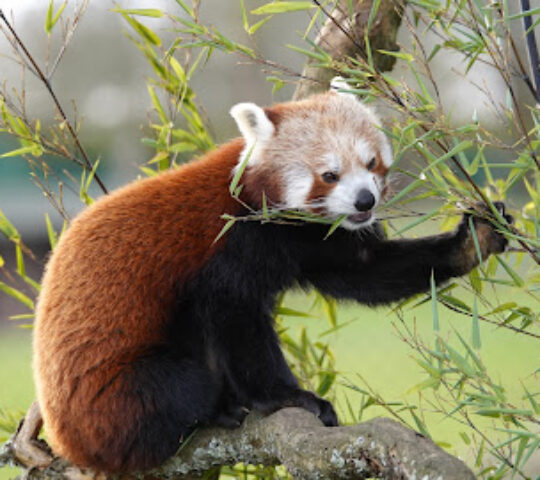 Red Pandas- Whipsnade Zoo