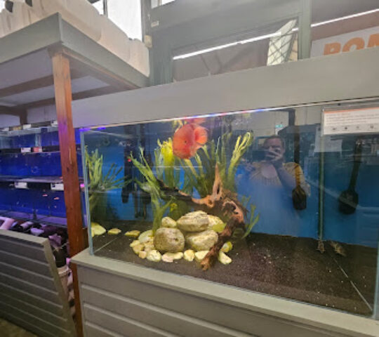 Maidenhead Aquatics Weybridge