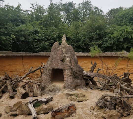 Meerkats- Whipsnade Zoo