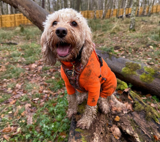 Woodland Woofs